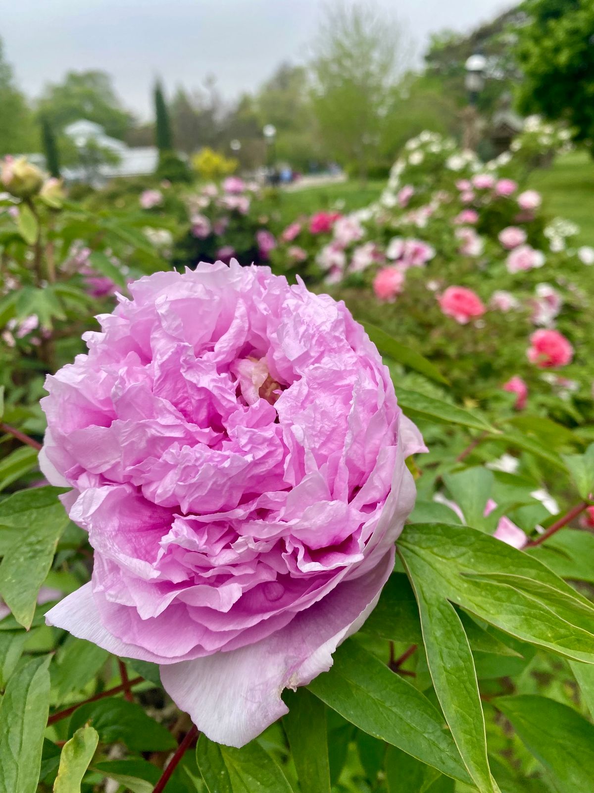 Peony Walk