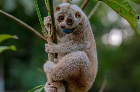 Vortrag im Zoo: Im Einsatz f\u00fcr Plumploris