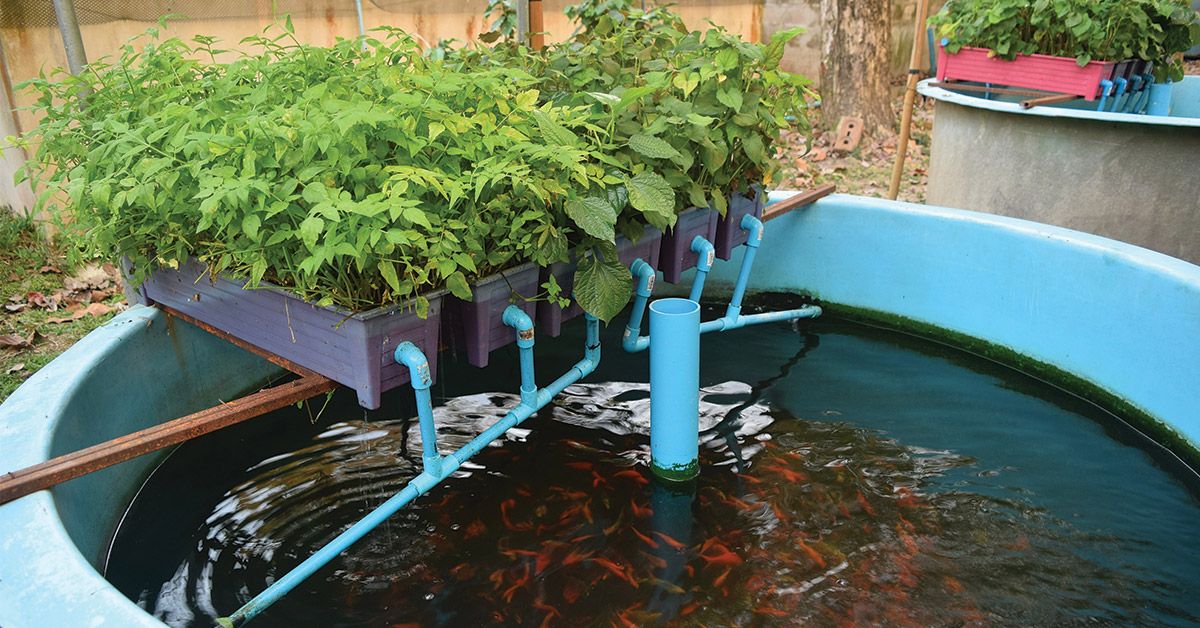 Aquaponics using fish & cray fish FREE workshops