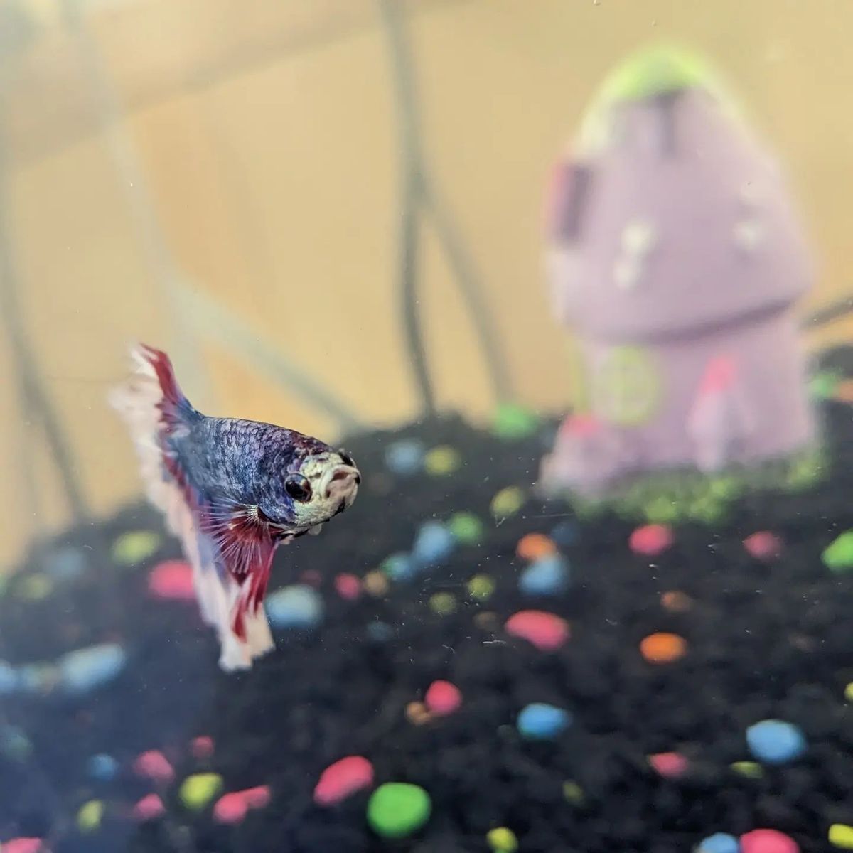 All About Blueberry the Betta