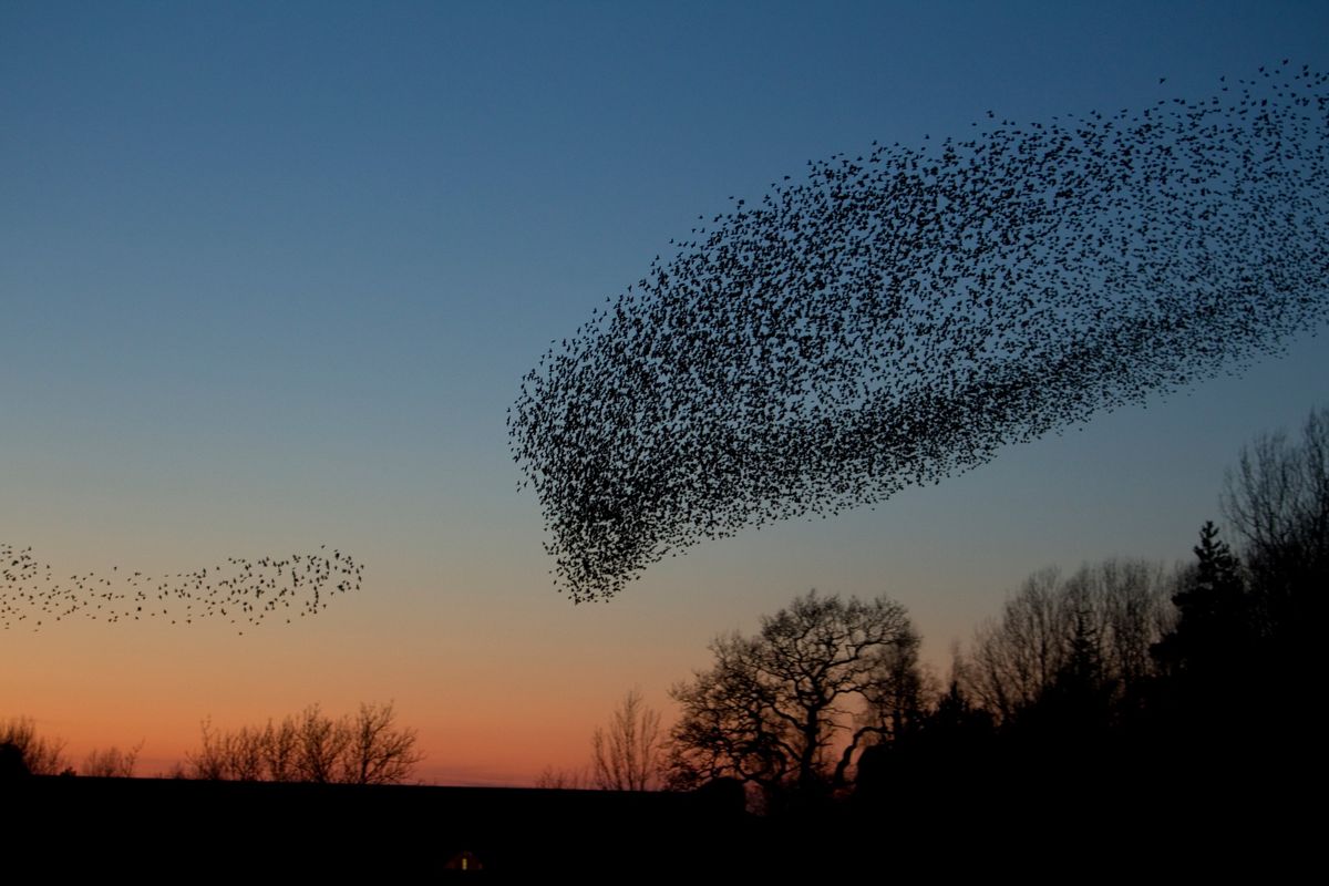 North Notts Group Talk: Collective behaviour - Coherent movement of starling murmurations