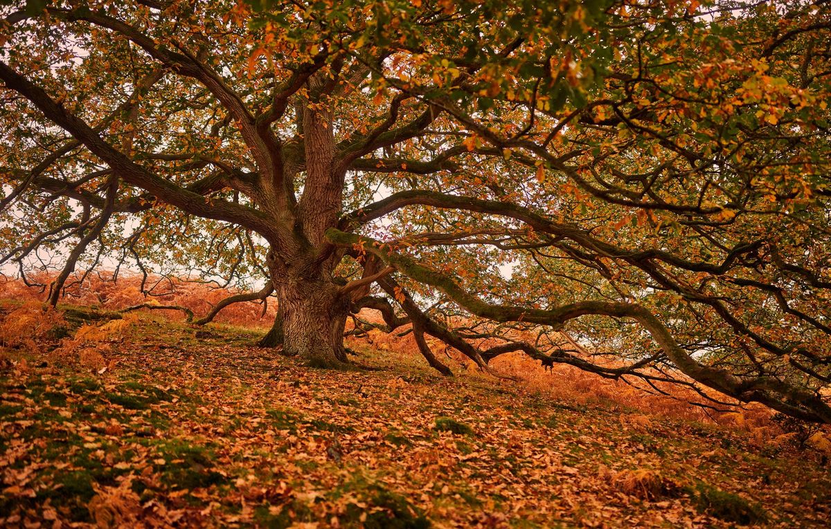 Photo Walk: How to Photograph Autumn Colours