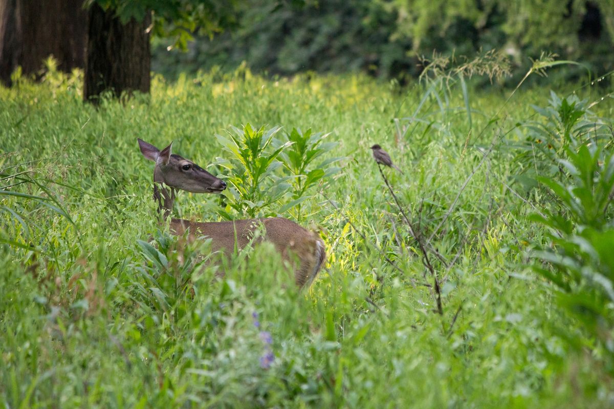 Outdoor Academy: Wildlife Explorers