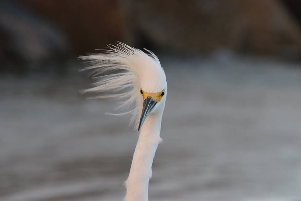 Bird Walk at MDC