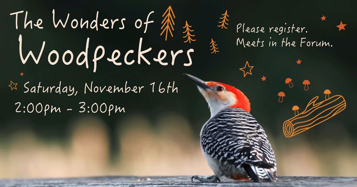 The Wonders of Woodpeckers