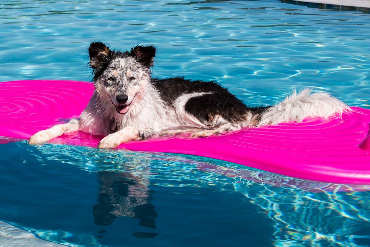 Pups In the Pool