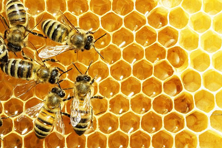 The Role of Honeybees