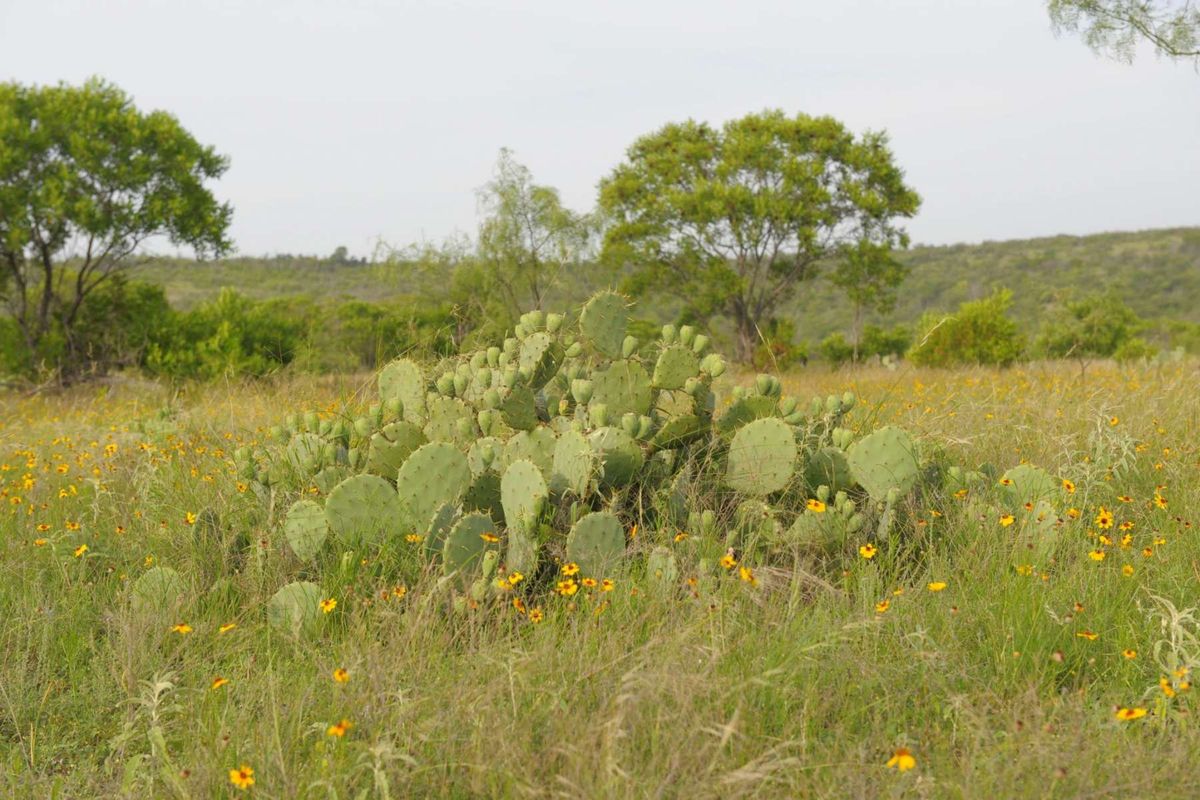 The Wonder of Texas' Native Plants