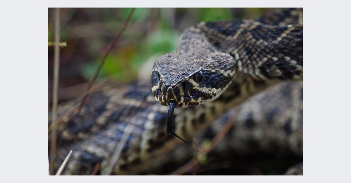 Level 1 Venomous Handling Certification Course - Orlando Area, FL