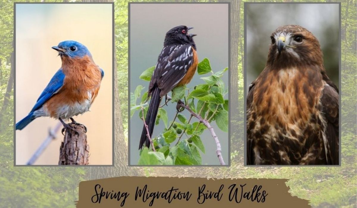 Spring Migration Bird Walk