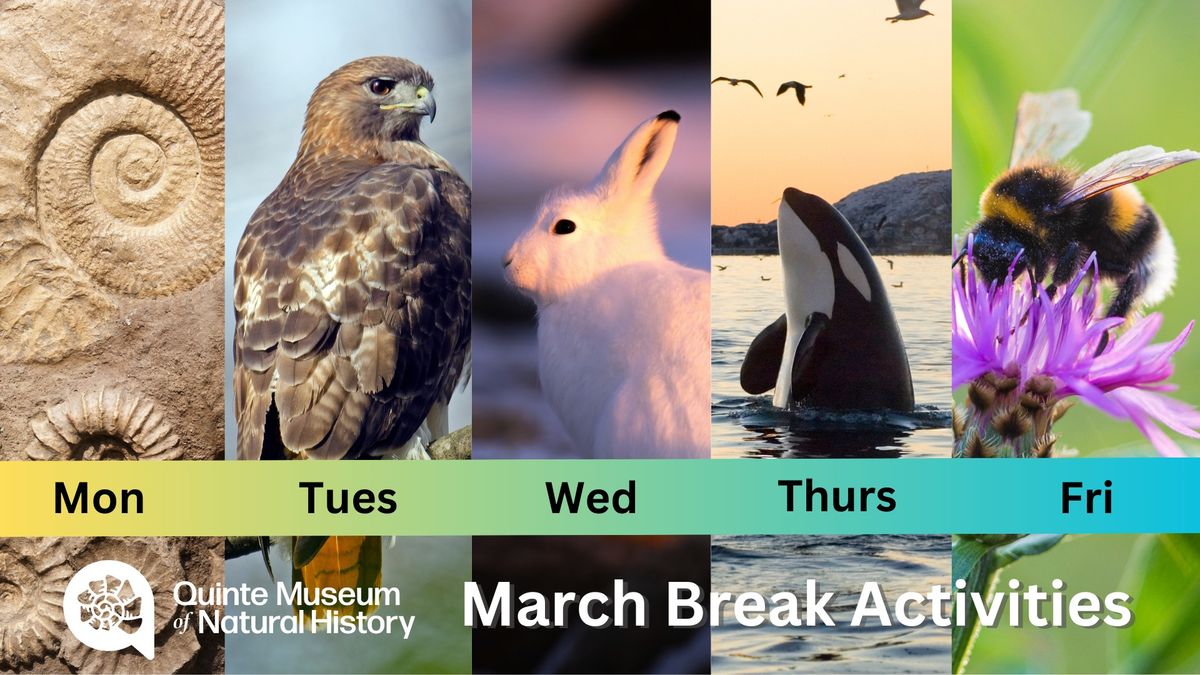 March Break Drop-in Activities @ Quinte Museum of Natural History