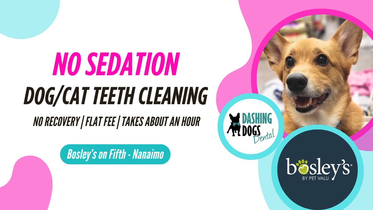 Dog & Cat Teeth Cleaning - Nanaimo
