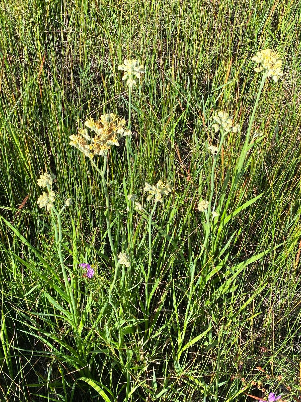 Hike Off The Turkey Hike (Shingle Creek)