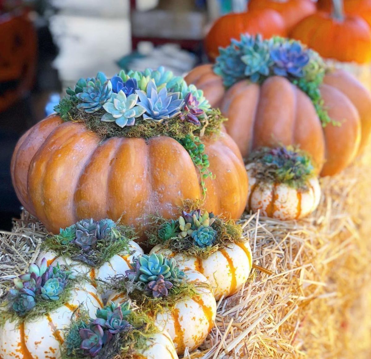 Succulent Pumpkin Workshop Fri Oct 18th 2024