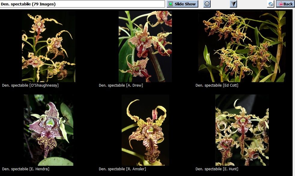 Steve Dunstan from Australia, speaking on Dendrobium Latourea