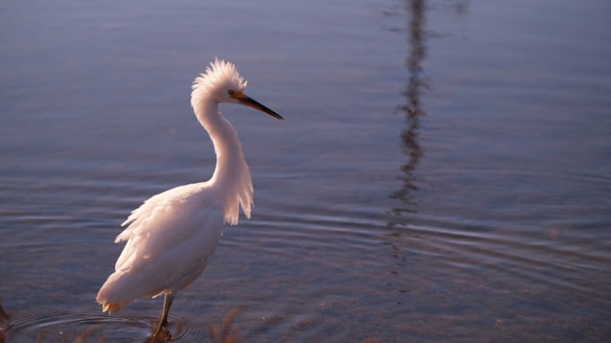 Birding Outing: Famosa Slough