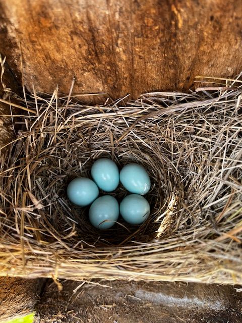 Eastern Bluebird Monitor Training