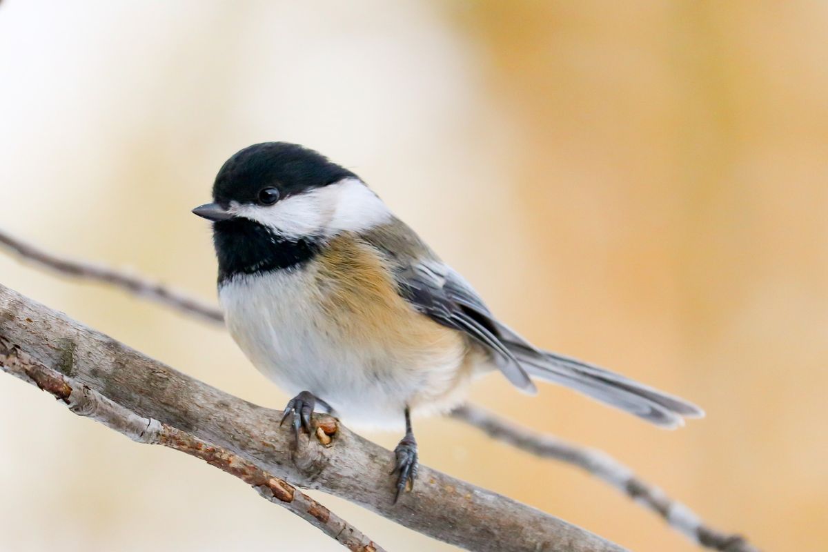 Christmas Bird Count for Kids at WVU Core Arboretum