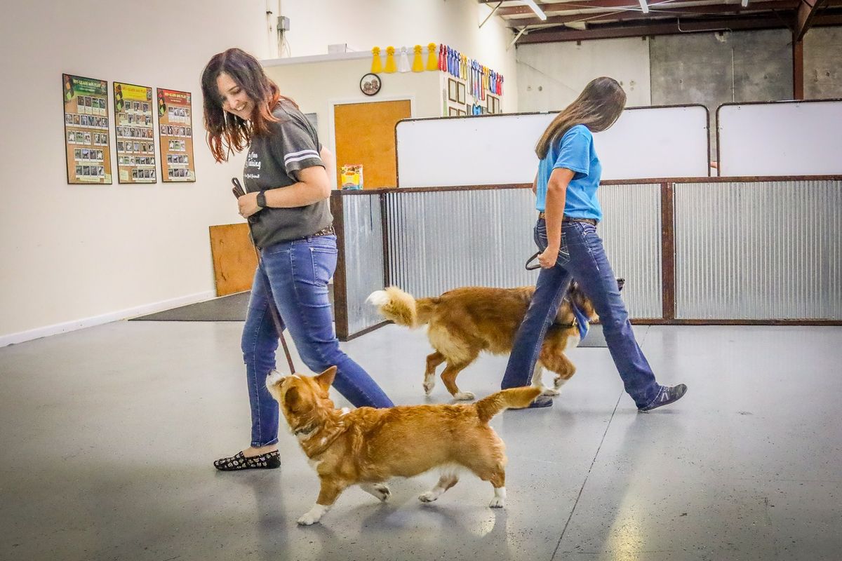 Canine Good Citizen Prep Class