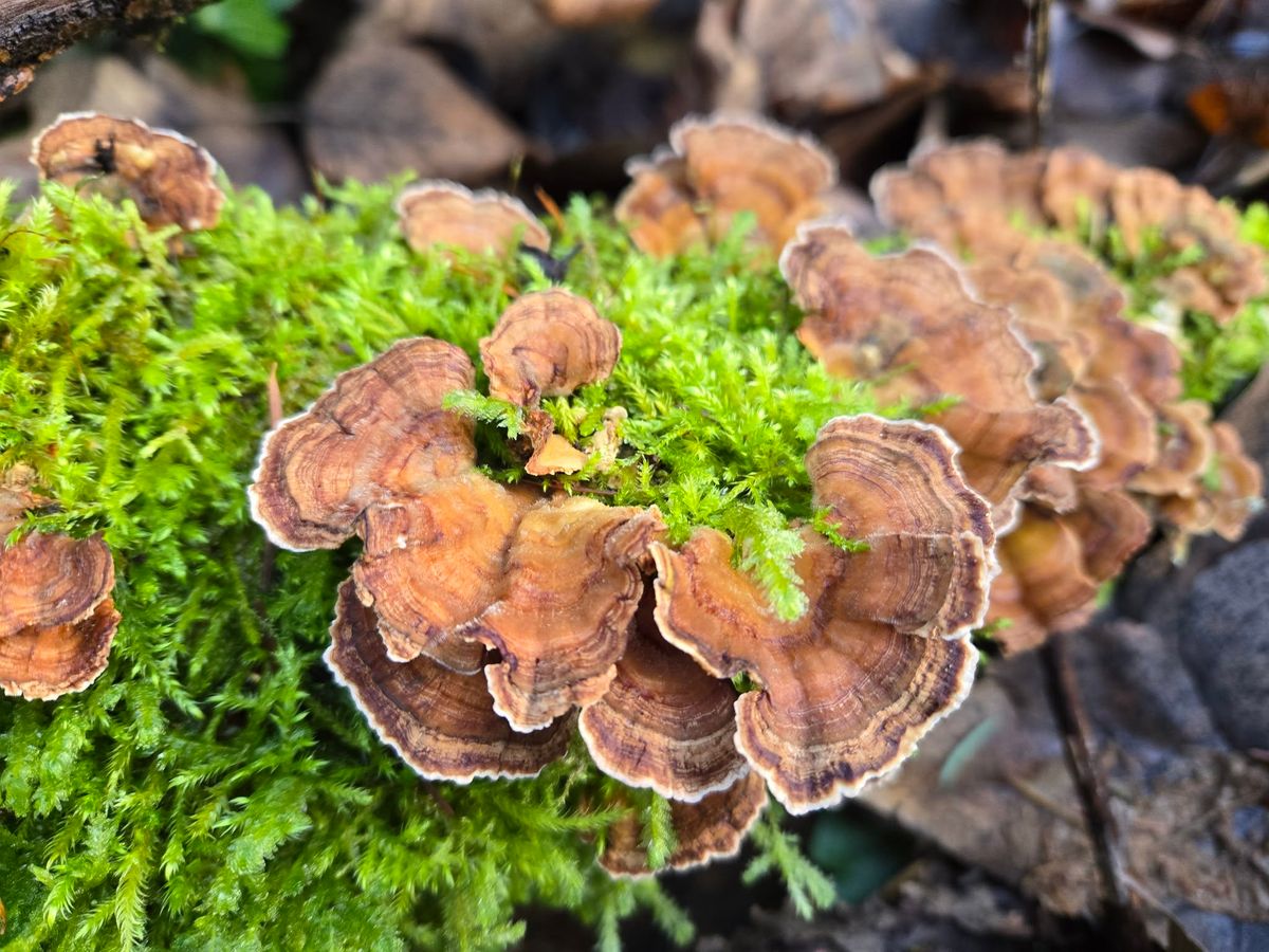 Mycology Discussion with Ryan Palmer from Will Valley Mushrooms