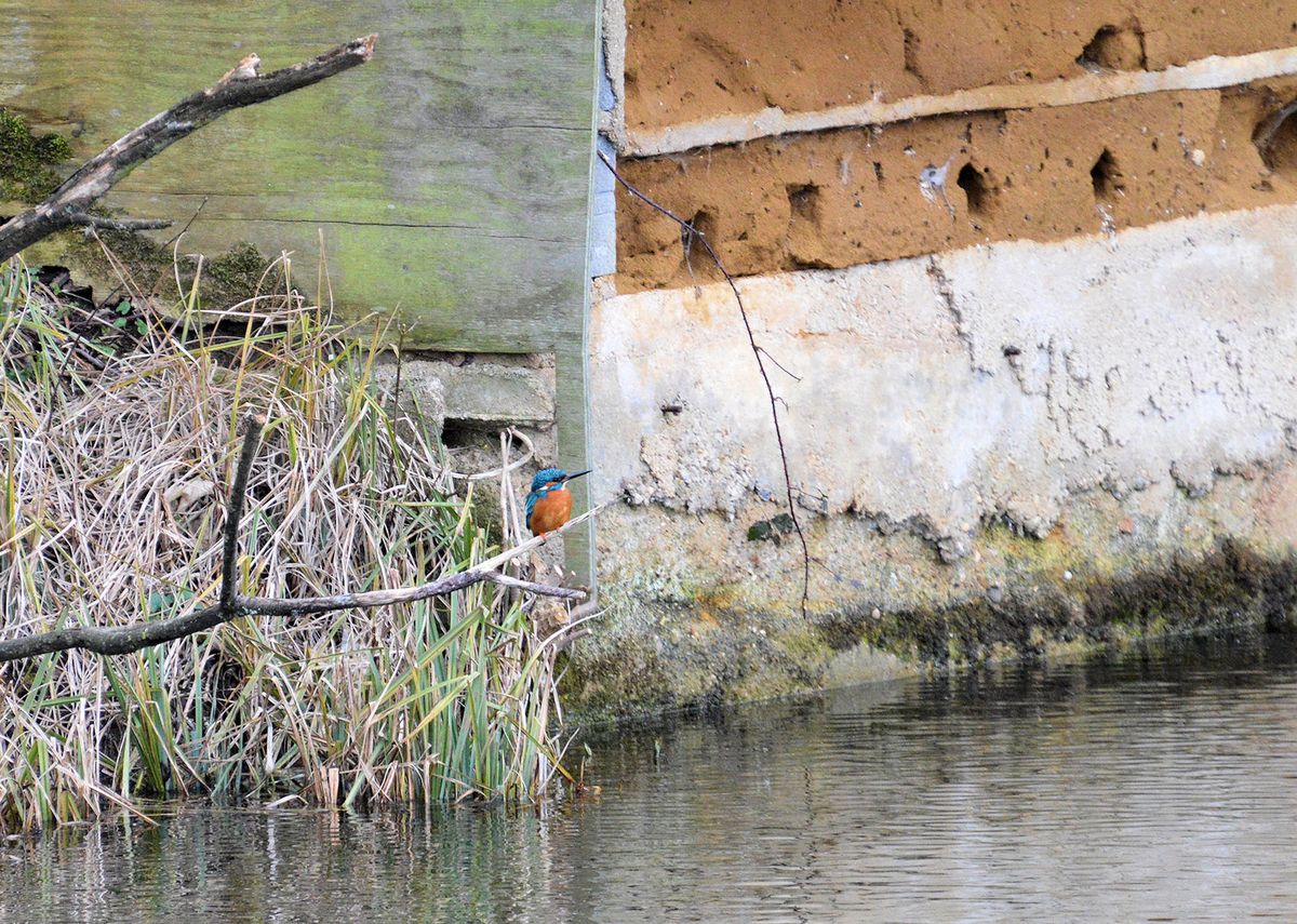 Field Trip RSPB Rye Meads