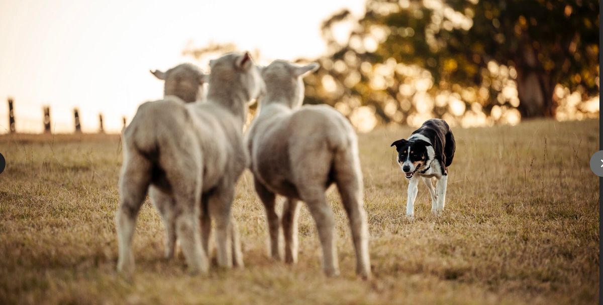 2025 Hypro 3 Sheep Trial