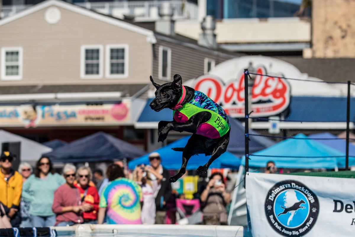 Delmarva DockDogs at BVSPCA's Bark on the Boards Block Party 2024! 