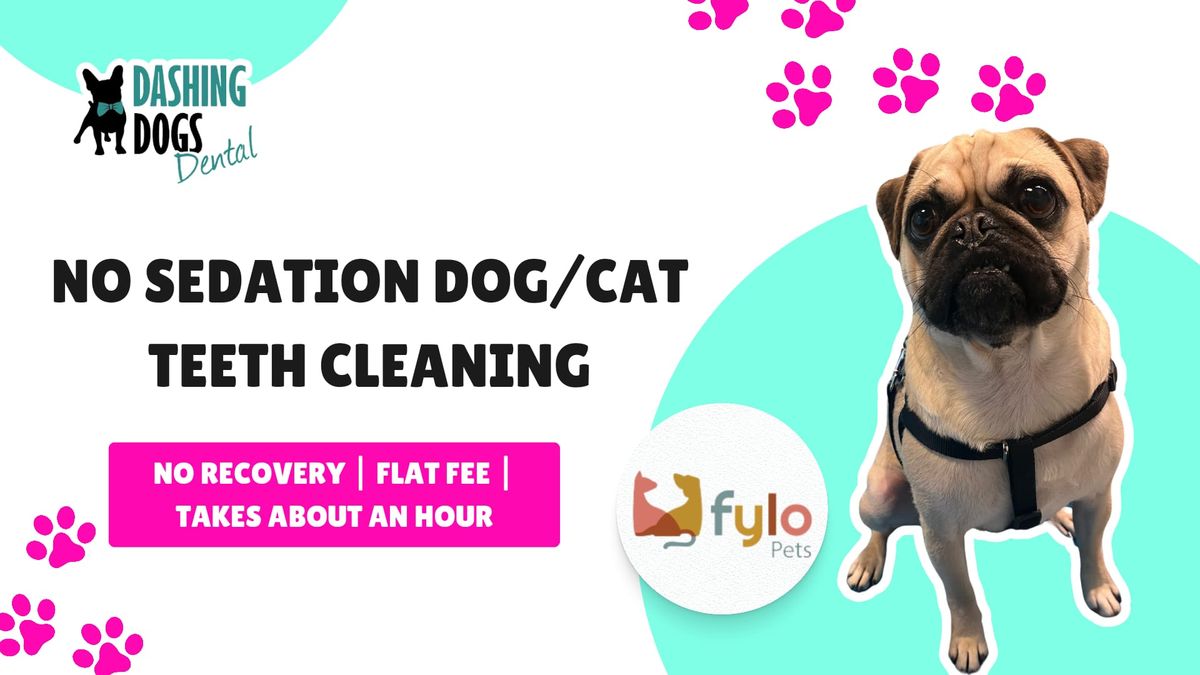 Dog\/Cat Teeth Cleaning - Coquitlam