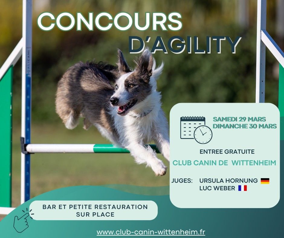 CONCOURS D'AGILITY