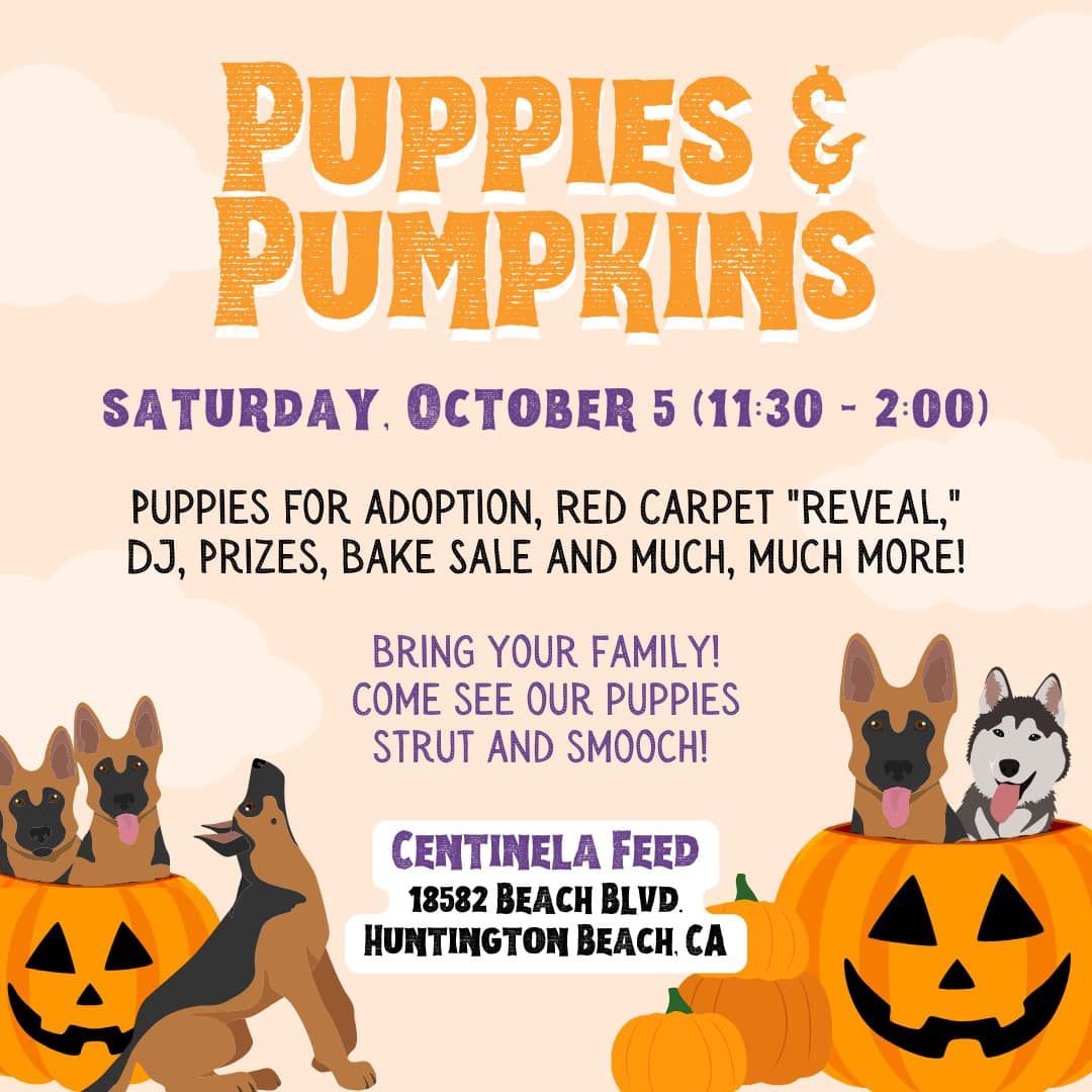 Puppies and Pumpkins Adoption Event!