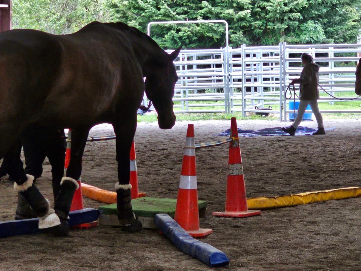 1 Day Horsemanship Clinic - Taramoa\/Invercargill