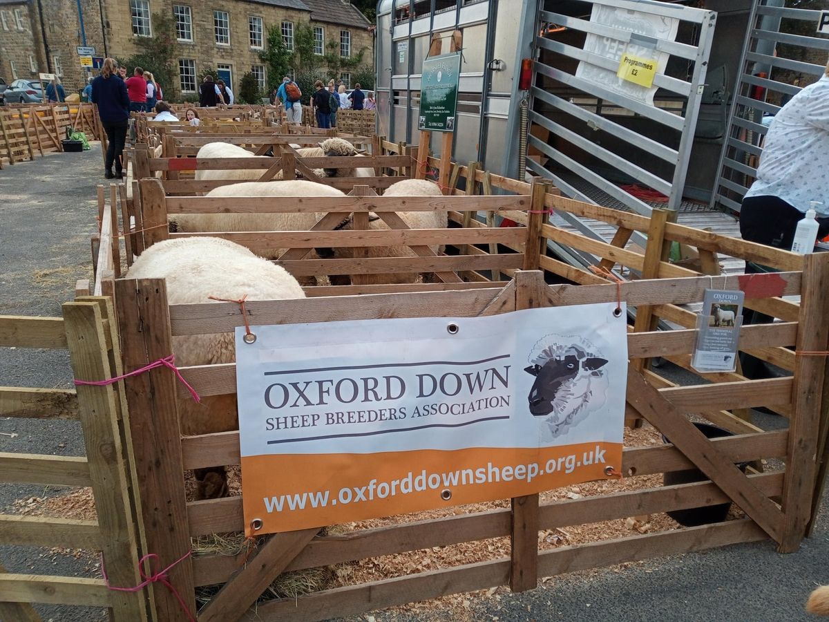 Oxford Down Sheep at Masham Sheep Fair