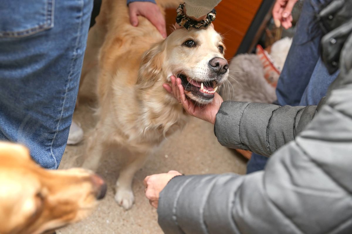 GOLDEN RETRIEVER CAFE\u2122 CAMBRIDGE