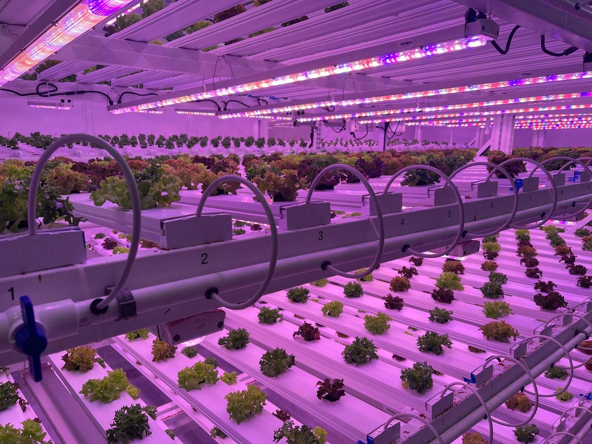 Tour and Tasting at Wisconsin\u2019s Largest Urban Hydroponic Farm