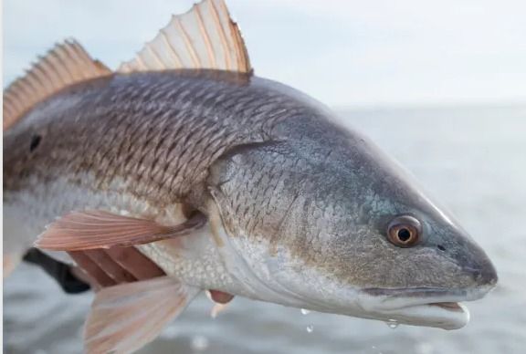 Fort Worth Fly Fishers Coast Outing