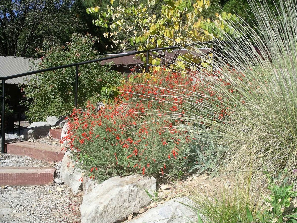 Planning a Simple Native Garden for Beginners - Milpitas