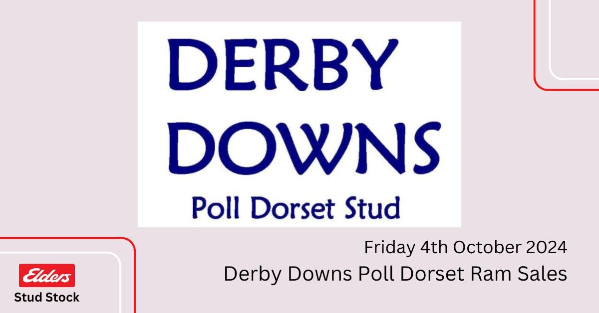 Derby Downs Poll Dorset Stud Sale 