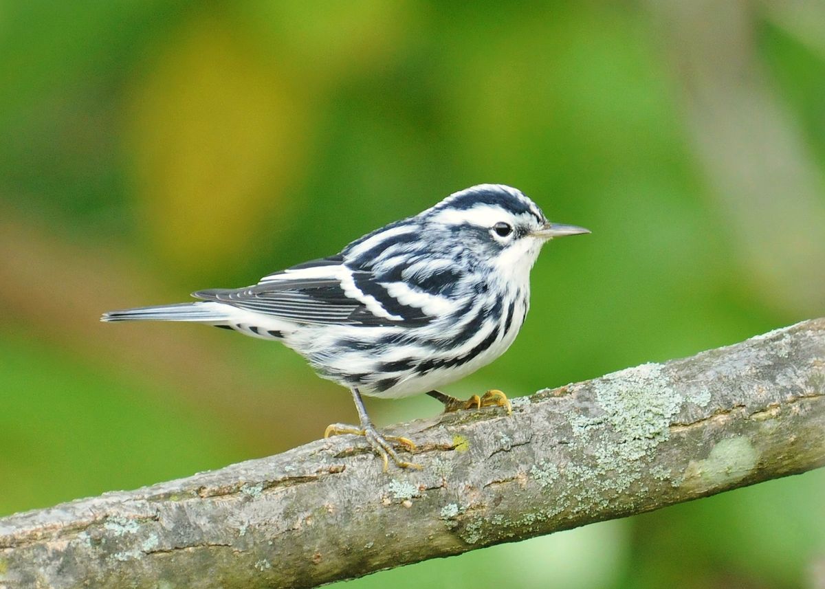 Tuesday Bird Walks - Middle Run Preserve