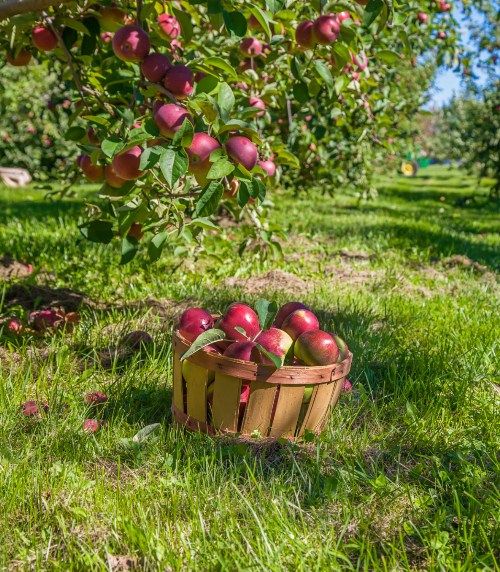 Annual Orchard Tour and Apple Tasting