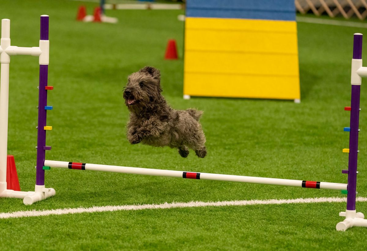 SVKC July Harrisonburg Agility Trial