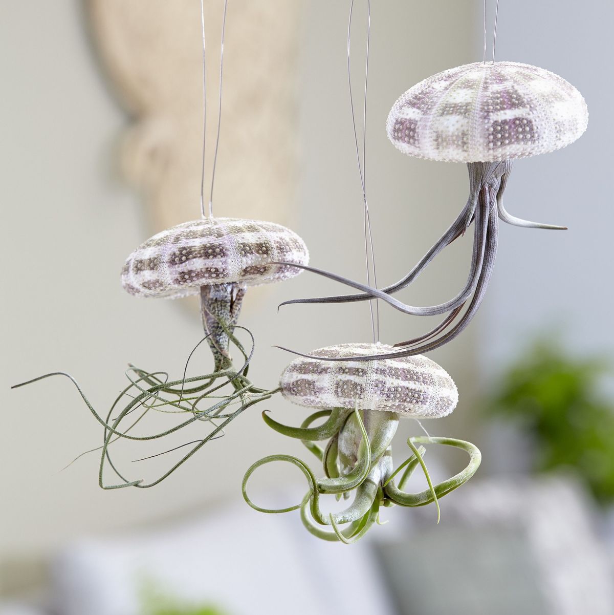 Jellyfish Air Plant Terrariums