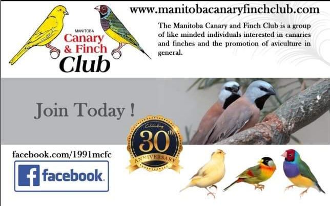 2024 Manitoba Canary and Finch Club Fall Display 