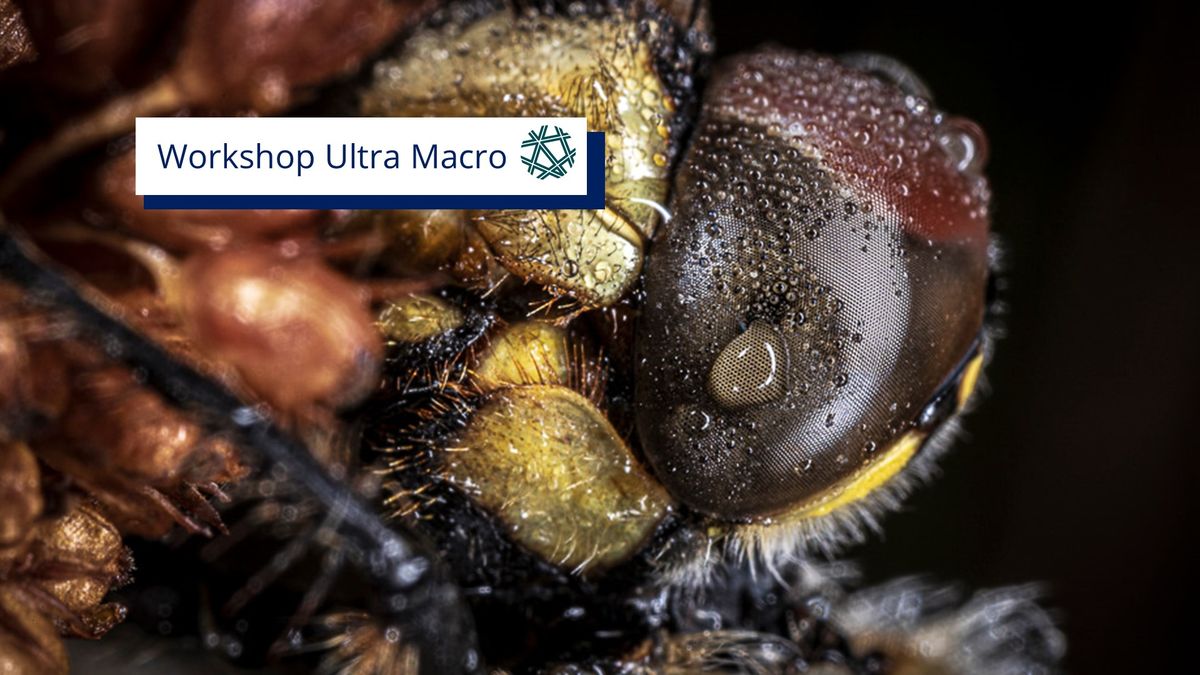 Workshop ultra macrofotografie & focusstack