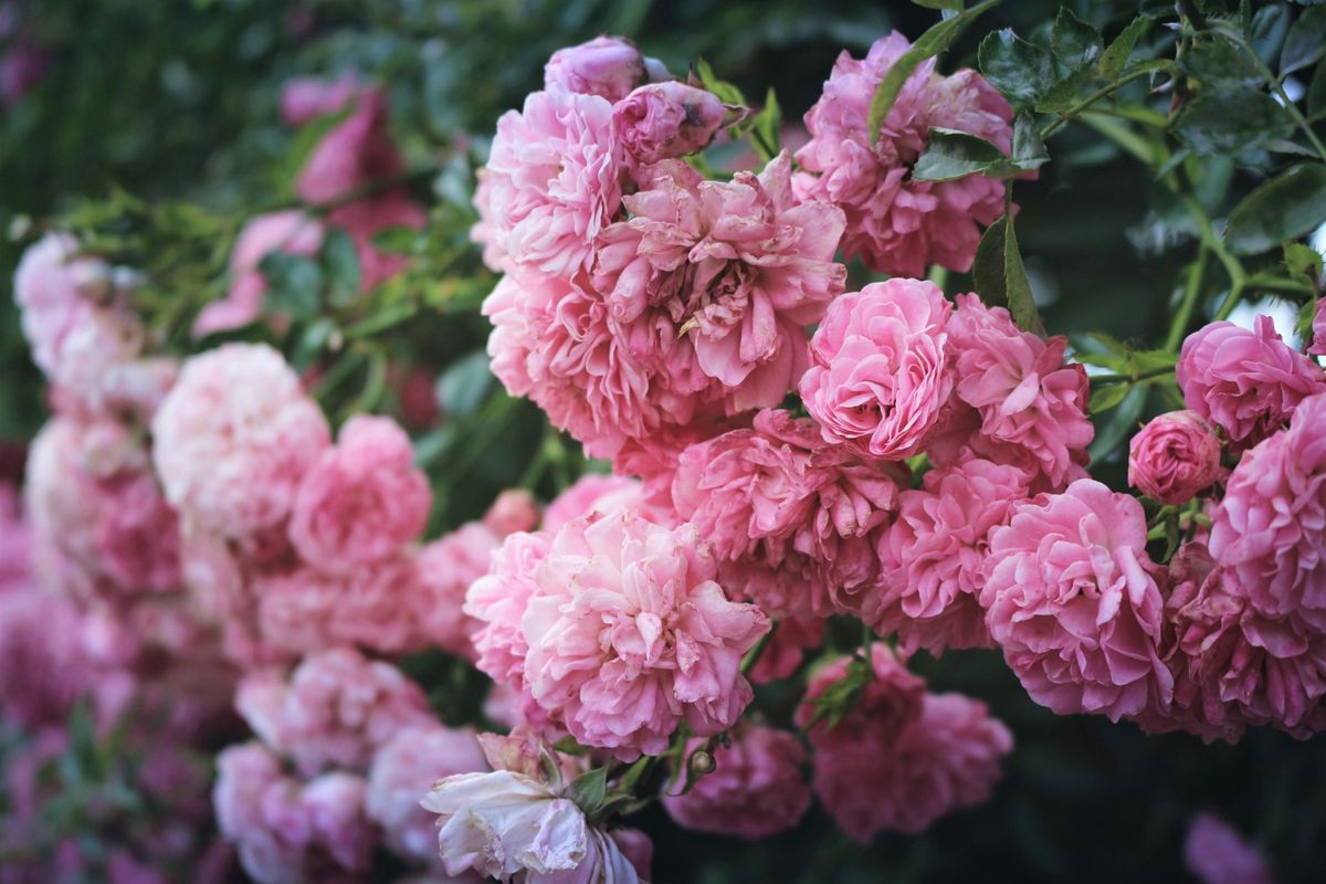 The Healing Waters of the Sacred Rose