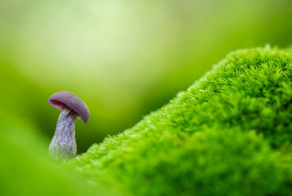 Fungi and Woodland Stroll at Arne