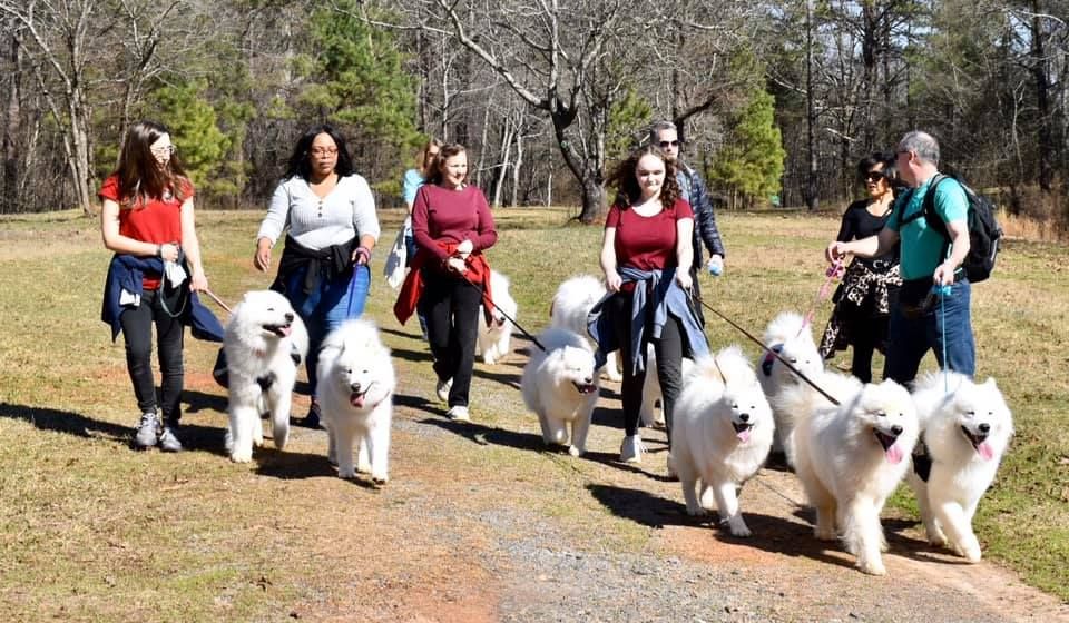 Samoyed walk at Piedmont Park, Atlanta 