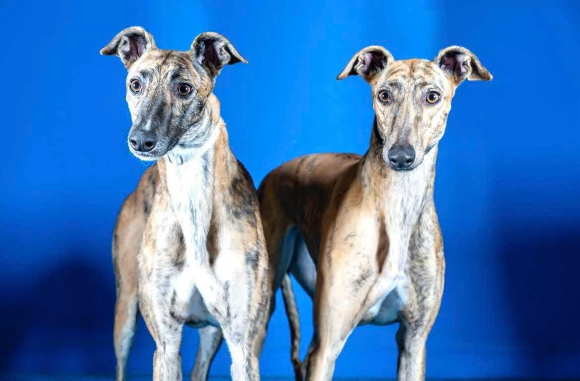 MGPS Meet & Greet ~ Come and meet the Greyhound Breed!