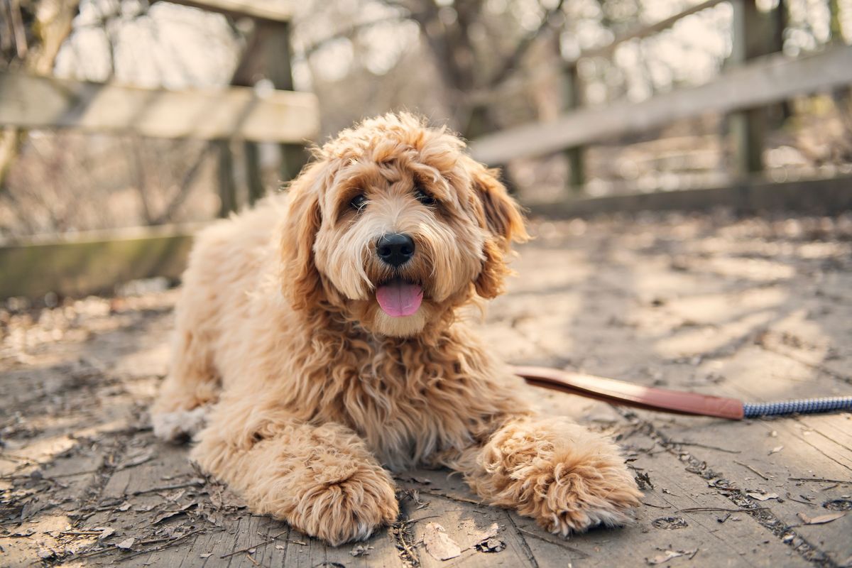 Doodles - Play Session - Llangefni