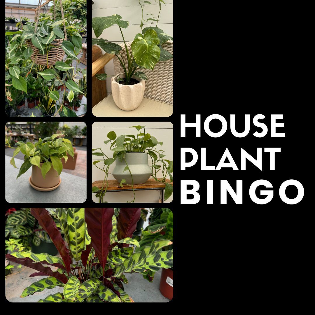 House Plant Bingo