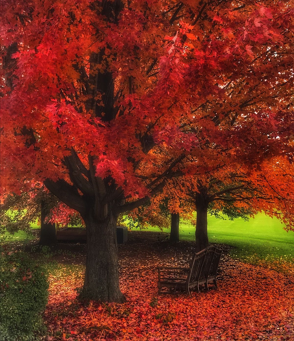 FALL FOLIAGE iPHONE PHOTOGRAPHY WORKSHOP WITH MIKE CAPLAN